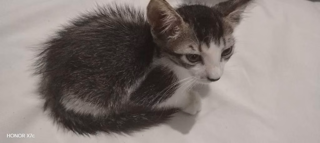 Adopción de gato