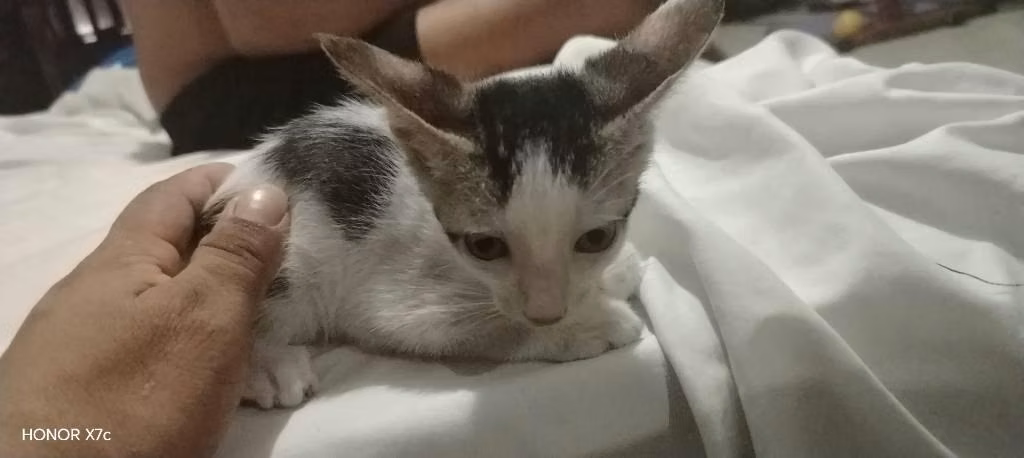 Adopción de gato