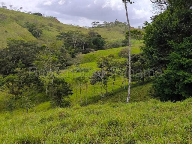 FINCA EN VENTA EN LA TRINIDAD DE CAPIRA. DDB26-5772
