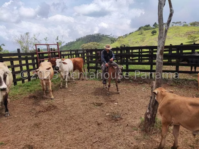 FINCA EN VENTA EN LA TRINIDAD DE CAPIRA. DDB26-5772