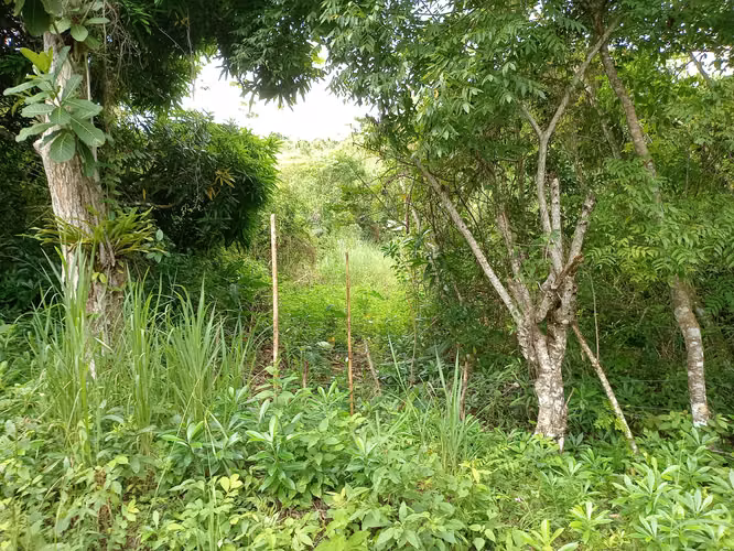 VENTA 1000m2 LOTE en Capira hacia LAS FILIPINAS