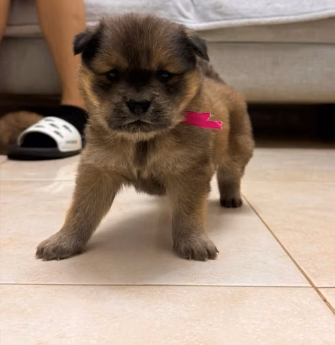 VENDO CACHORRAS Y CACHORRROS CHOW CHOW