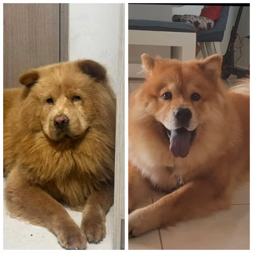 VENDO CACHORRAS Y CACHORRROS CHOW CHOW
