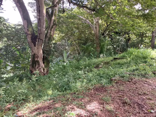 Se Vende Terreno Comercial en Las Cumbres – Excelente Ubicación sobre la Vía Transístmica