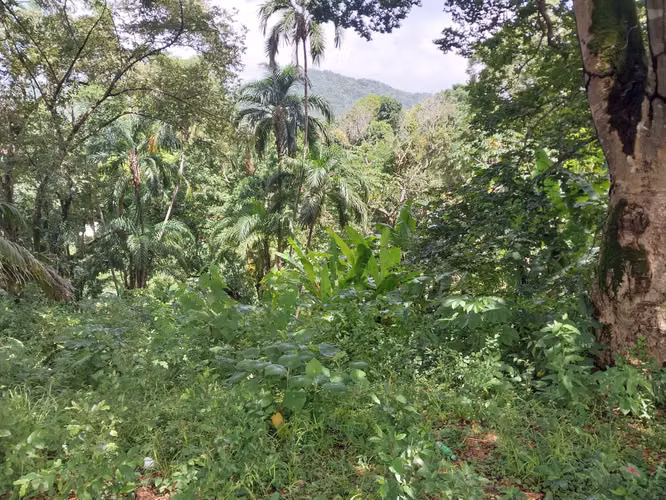 Se Vende Terreno Comercial en Las Cumbres – Excelente Ubicación sobre la Vía Transístmica