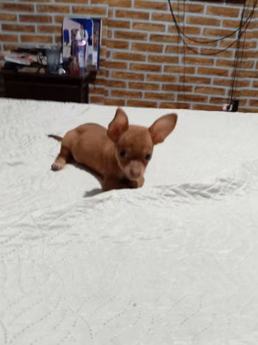 Chihuahua