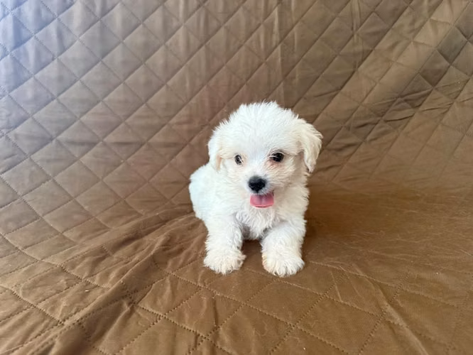 Cachorro maltés