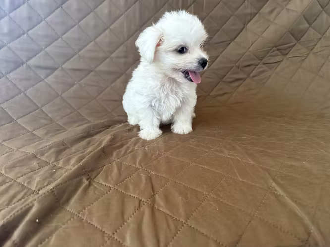 Cachorro maltés