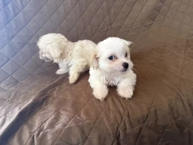 Cachorro maltés