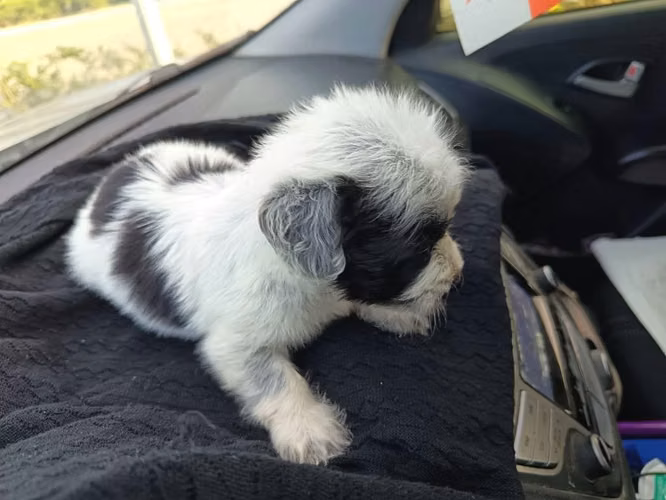Maltipoo mini - Imagen 2