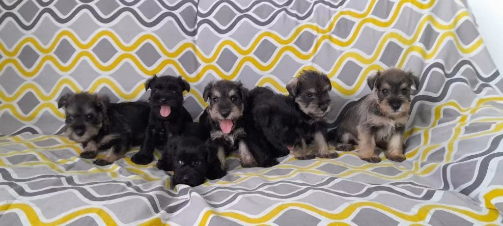 Schnauzer mini - Imagen 1
