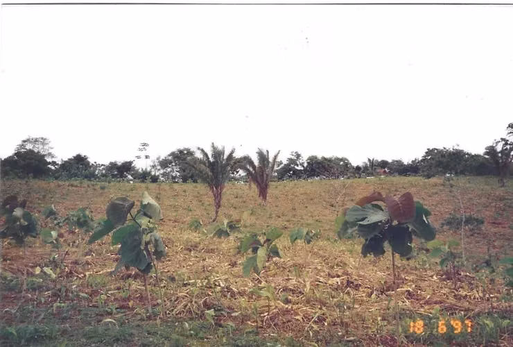 VENDO TERRENO EN RIO CONGO, EL ARADO IDEAL PARA AGRICULTURA O GALLINERA - G