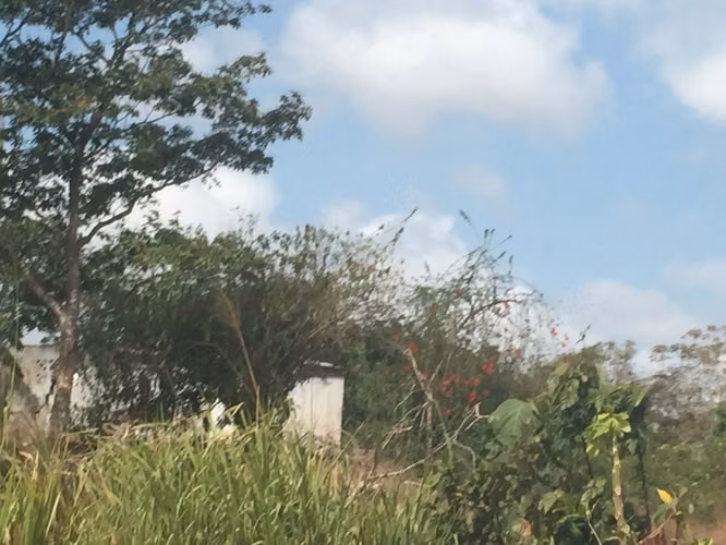 VENDO TERRENO EN RIO CONGO, EL ARADO IDEAL PARA AGRICULTURA O GALLINERA - G