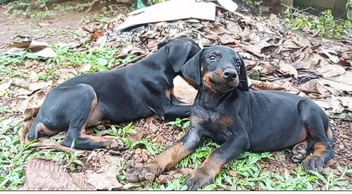 VENTA DE CACHORROS - Imagen 3