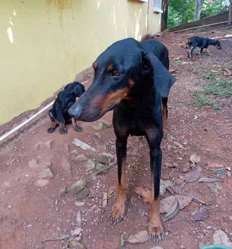 VENTA DE CACHORROS - Imagen 4
