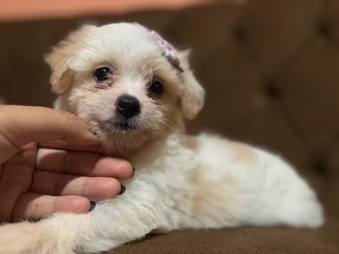 Bellas hembras maltes poodle con su tarjeta - Imagen 5