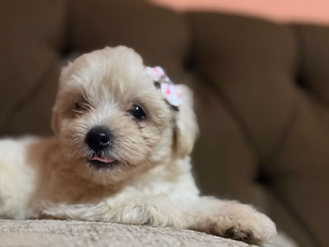 Bellas hembras maltes poodle con su tarjeta - Imagen 4