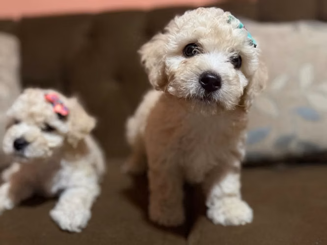 Bellas hembras french poodle toy con su tarjeta