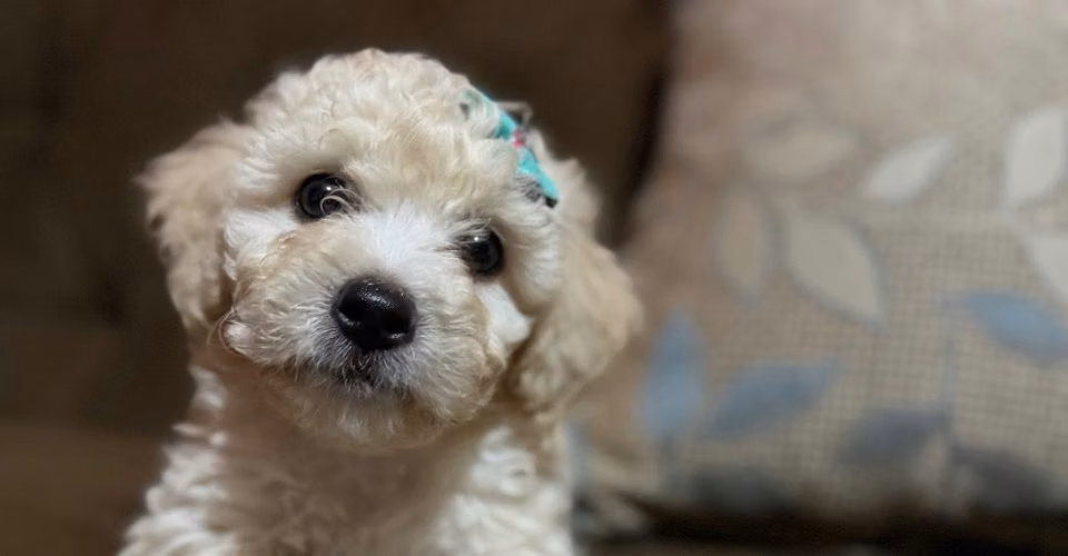 Bellas hembras french poodle toy con su tarjeta