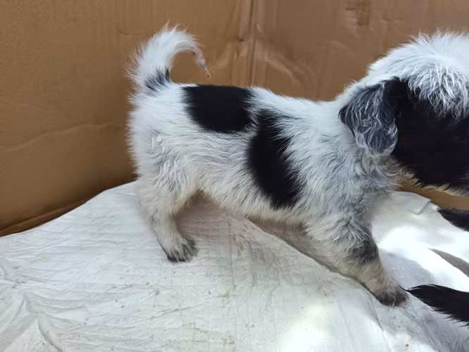 Machito poodle - Imagen 5