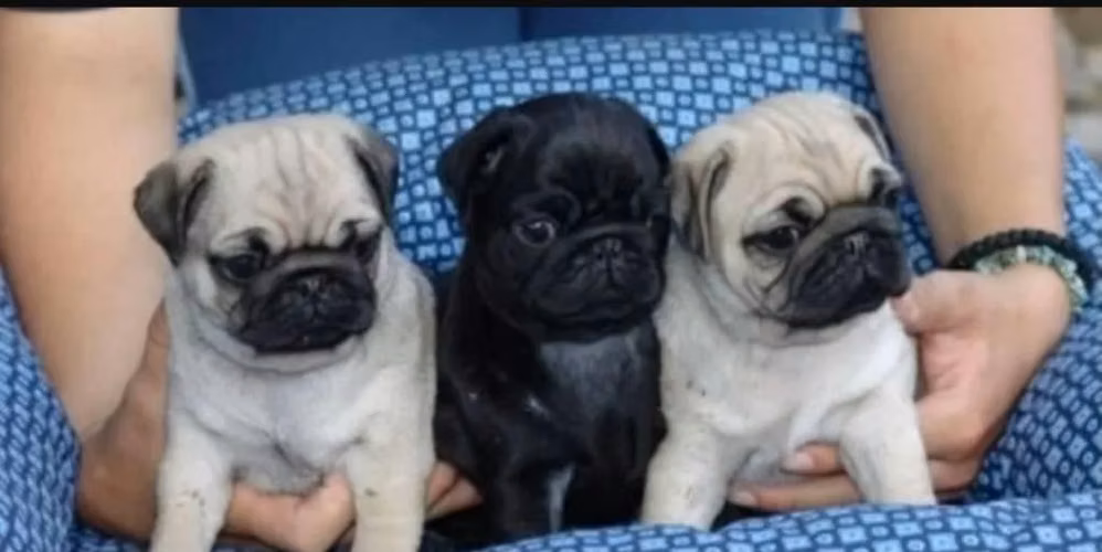 Cachorritos pug