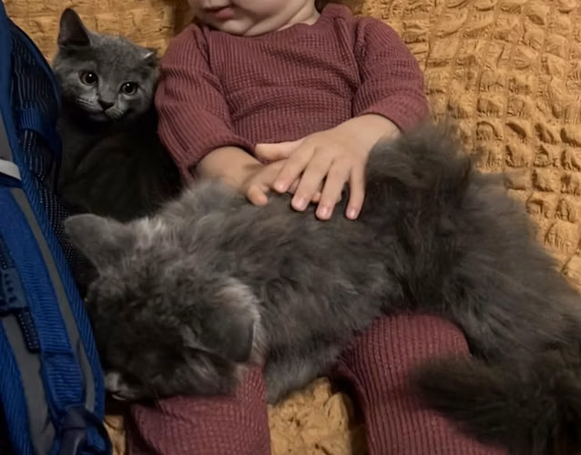 Gato Persa