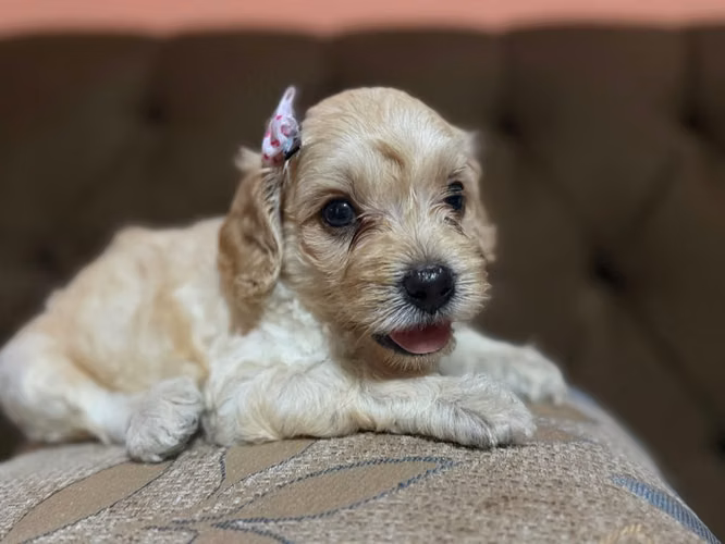 Bella hembrita maltipoo apricot con su tarjeta - Imagen 6