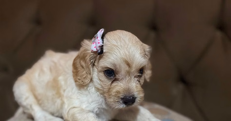 Bella hembrita maltipoo apricot con su tarjeta - Imagen 2