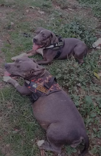 VENDO CACHORRO PITBULL - Imagen 4