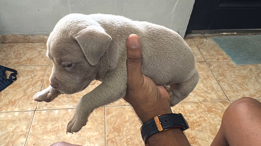 Pitbul blue - Imagen 3