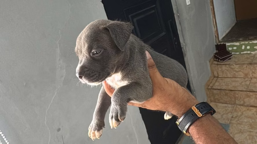 Pitbul blue - Imagen 1