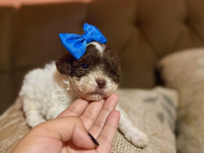 Hermosa hembrita french poodle mini - Imagen 5