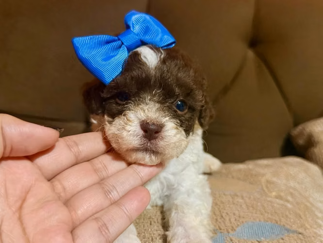 Hermosa hembrita french poodle mini - Imagen 6