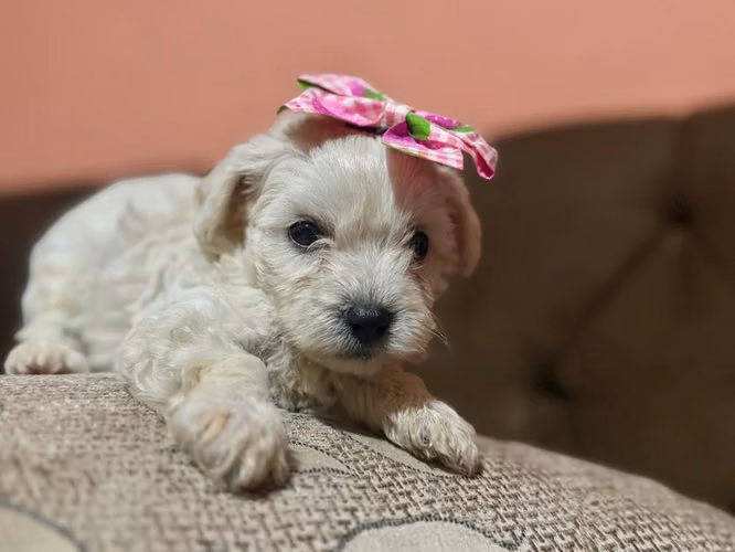 Bella hembra maltes poodle toy disponible - Imagen 6
