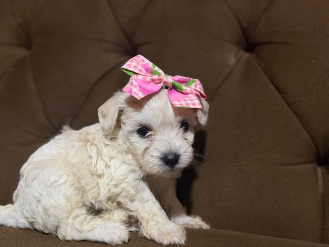 Bella hembra maltes poodle toy disponible - Imagen 5