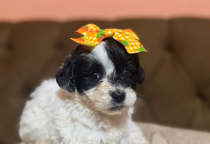 Negociable hembra french poodle toy - Imagen 2