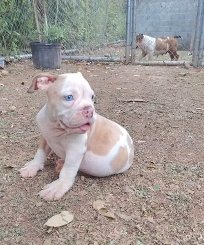 BULLDOG INGLÉS hembra - Imagen 2