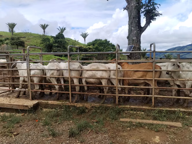 Se Venden 441 Hectáreas en Darién - Imagen 16
