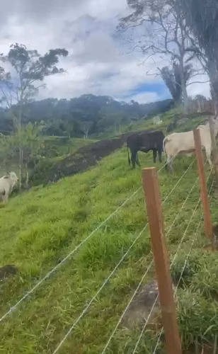 Se Venden 441 Hectáreas en Darién - Imagen 15