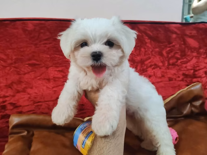 Perrito maltes macho Puro - Imagen 4