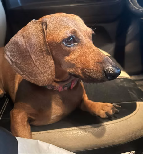 Hermosos cachorros dachshund o perro salchicha - Imagen 1