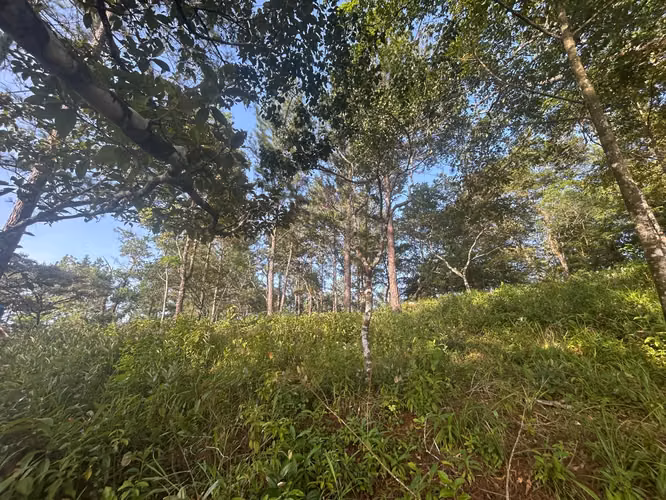 VENTA Terreno de 1511m2 en Cerro Azul AMD - Imagen 4