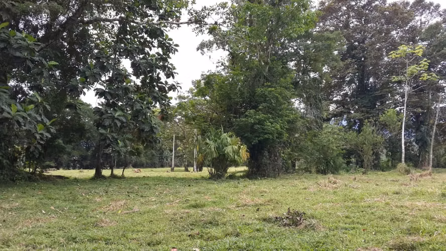(A.B.)INVERSIÓN EXCEPCIONAL EN CHIRIQUÍ: FINCA CON INFRAESTRUCTURA COMPLETA Y SUELOS PREMIUM - Imagen 7
