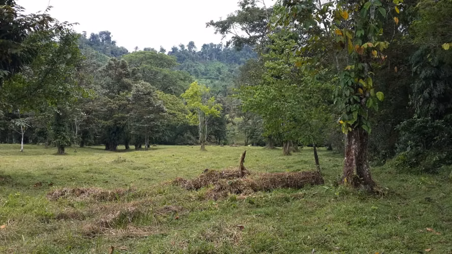 (A.B.)INVERSIÓN EXCEPCIONAL EN CHIRIQUÍ: FINCA CON INFRAESTRUCTURA COMPLETA Y SUELOS PREMIUM - Imagen 1