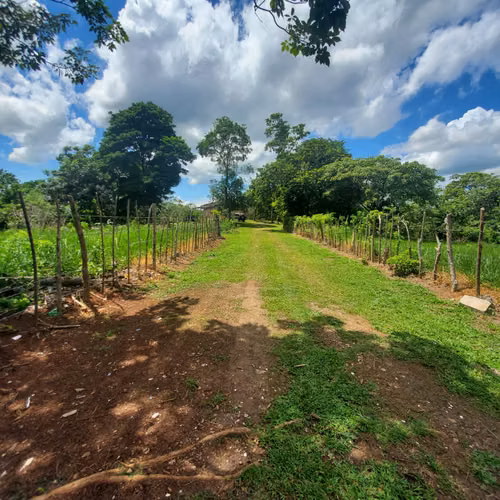 $350,000 LA HECTAREA SE VENDEN 5 HECTAREAS + 3,100 MTS2 EN CAPIRA - Imagen 3
