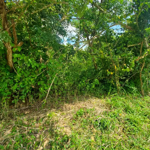 $220,000 LA HECTAREA SE VENDEN 3 HECTAREAS + 3,775 MTS2 EN CAPIRA - Imagen 4