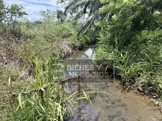 Finca en Chiriqui, Bugaba, 44.1 Hectáreas en Gariche - Imagen 16