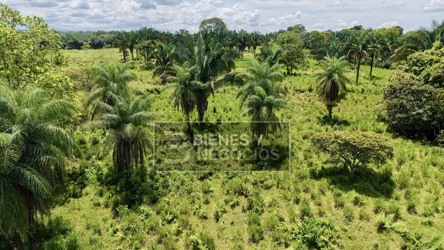 Finca en Chiriqui, Bugaba, 44.1 Hectáreas en Gariche - Imagen 5