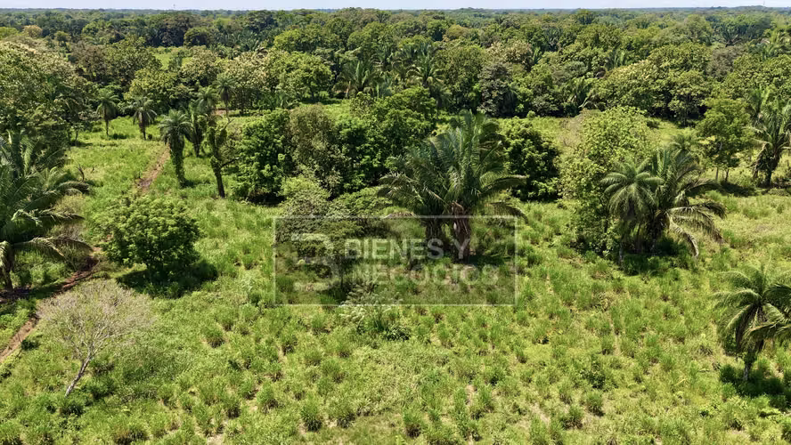 Finca en Chiriqui, Bugaba, 44.1 Hectáreas en Gariche - Imagen 13