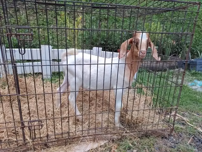 Cabrito boer en Panamá